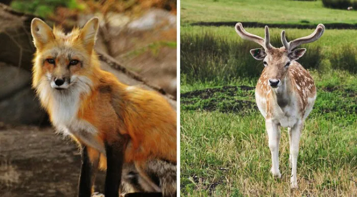 A Deer May Seem Innocent Because They Remind Us Of Bambi, But 8 Of Them All Together Might Create A Scary Scene
