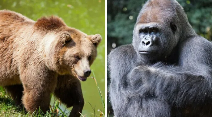 This Is An Impossible Choice. Which One Would You Prefer To Run Into In The Wild?