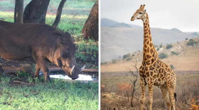 They Might Seem Innocent Compared To Lions And Tigers, But They Really Aren’t. Which One Would You Prefer To Come Across In The Wild?