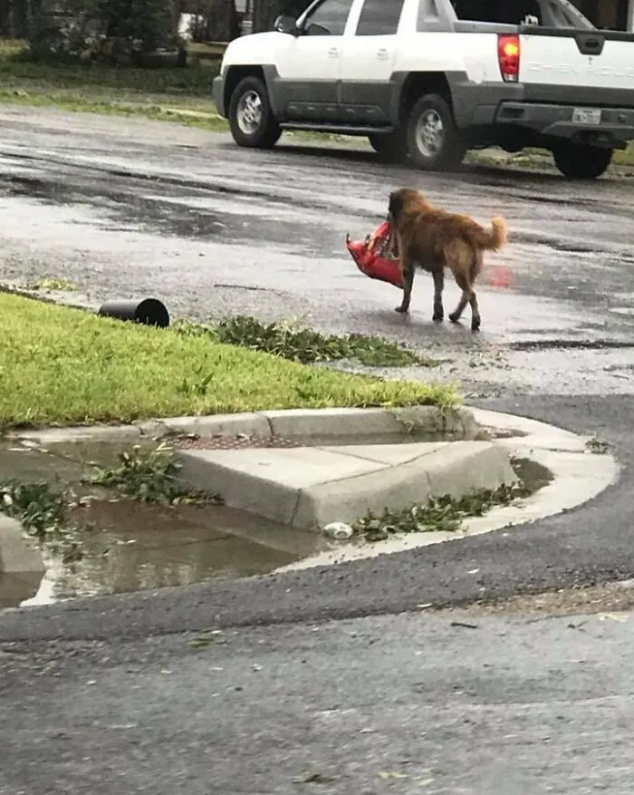 Dog Carries Whole Bag Of Dog Food After Hurricane Harvey