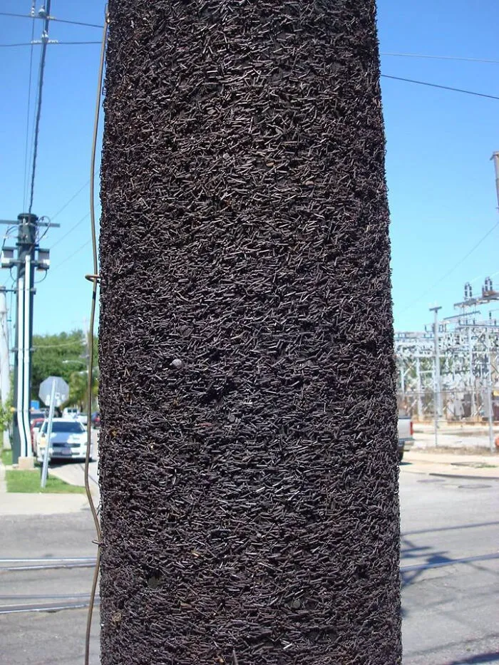 Este poste de la luz está fuera de un popular club de música de Nueva Orleans. Después de 40 años de tener folletos de bandas grapados a él, no hay más espacio.