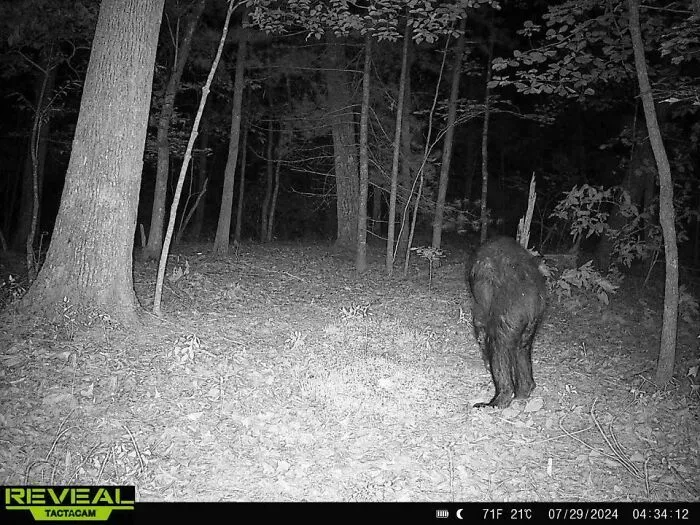 Friends Trail Cam In North Carolina