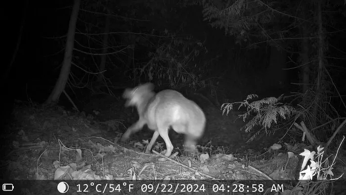 Caught Someone In Mid-Werewolf Transition