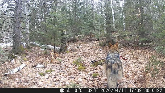 Looking For Someone To Play Fetch The Deer Leg With?