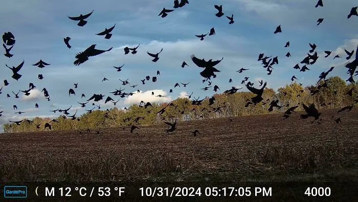 A M****r Of Crows On Halloween