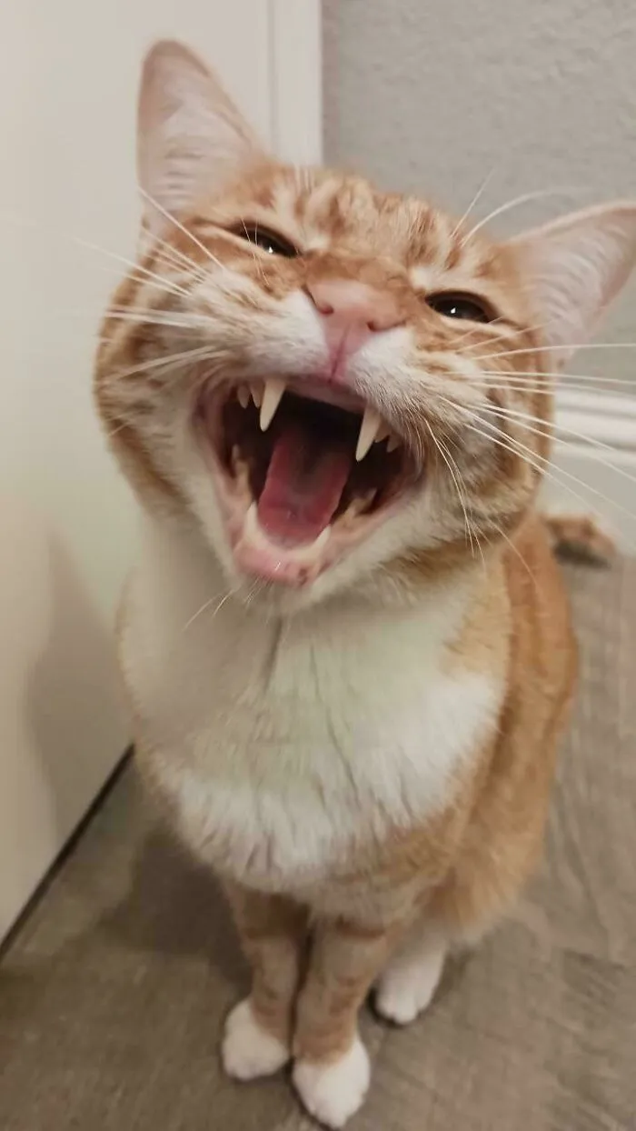 A Picture Of Weasley That You Can Hear 😄