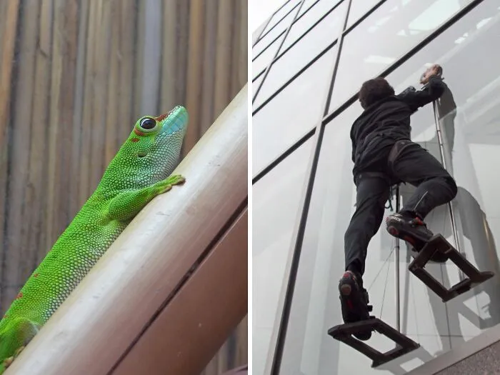 Adhesive Climbing Gear