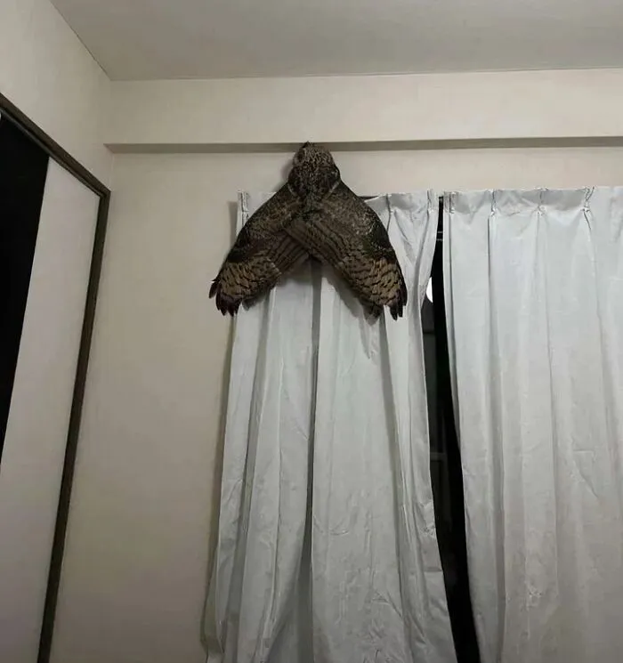 Búho que parece una polilla gigante