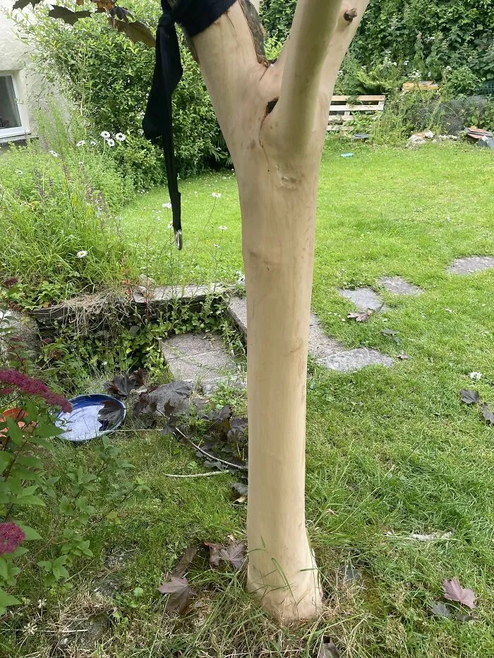 My Friend Drunkenly Stripped One Of My Garden Trees Of Its Bark