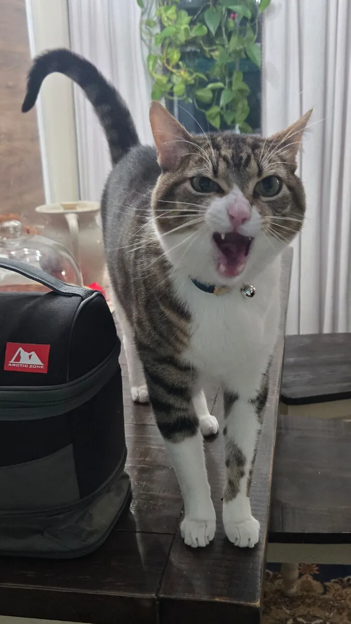 This Is Kevin. We're Cat Sitting Kevin. We Were Told Kevin Could Be Sassy. I'd Say Kevin Is Sassy