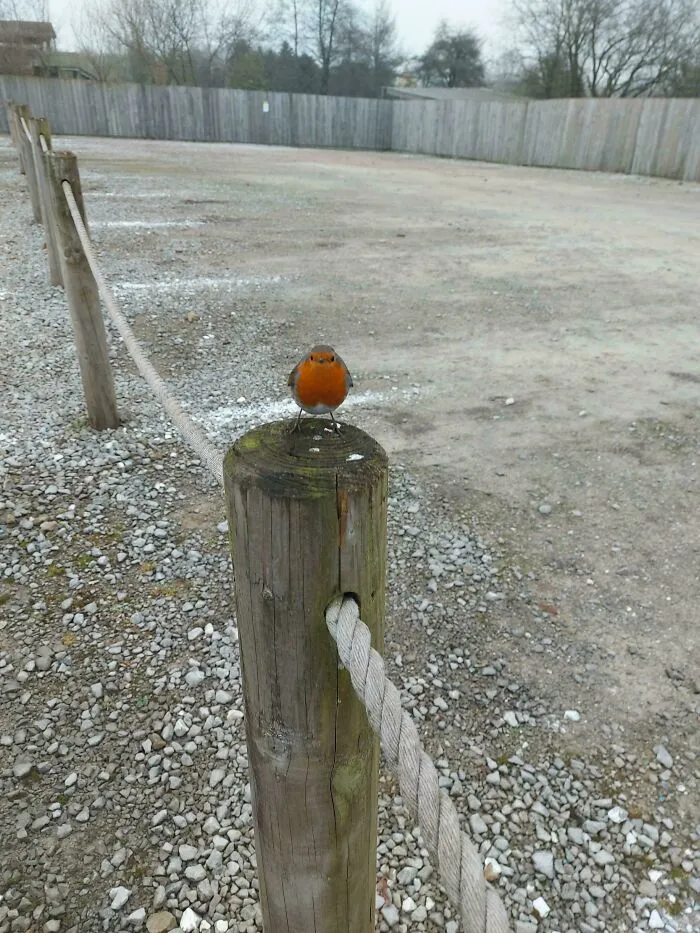 This Very Round Robin Greeted Me This Morning At Peak Wild Life Park
