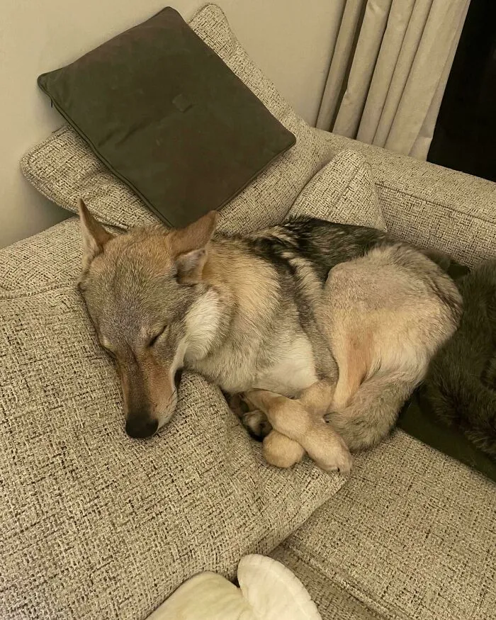 He's Been A Bit Tied Up Lately