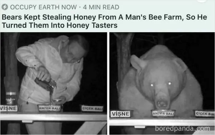 Honey Taster Bear