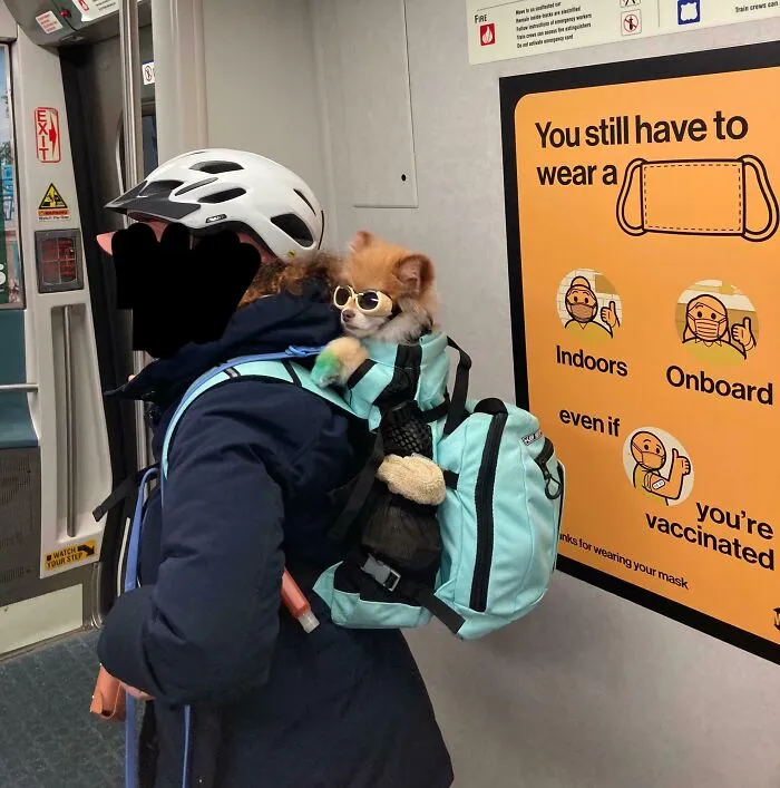 Idk Who This Woman Was On The Train, But Your Dog Was Awesome