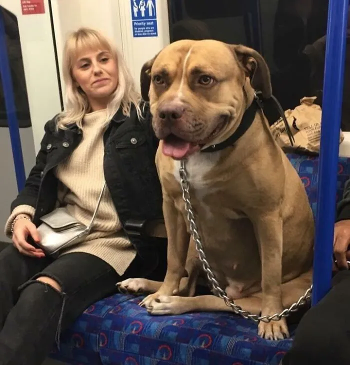Ridiculously Massive Doggo Spotted On The Underground
