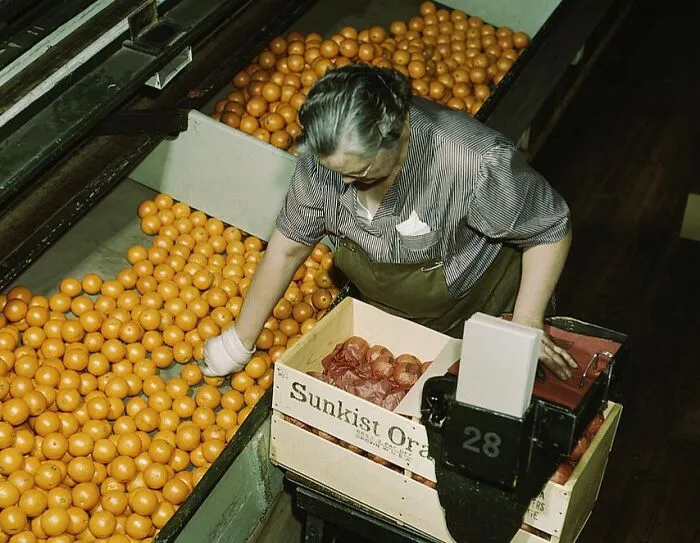 Packing Oranges At A Co-Op Orange Packing Plant, Redlands, Calif. Santa Fe R. R. Trip, 1943 March