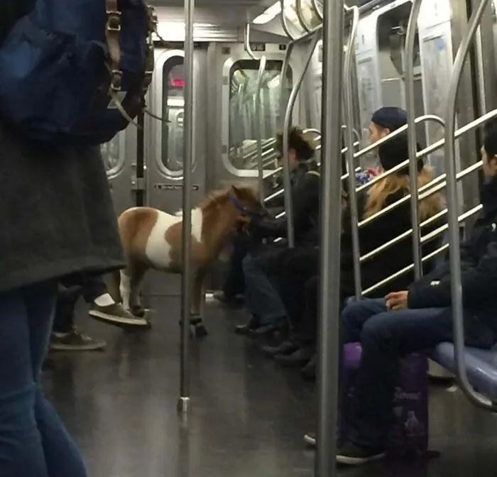 Lil Sebastian Made A Trip