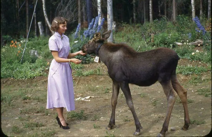 Mi madre de adolescente con una cría de alce en Alaska, 1952