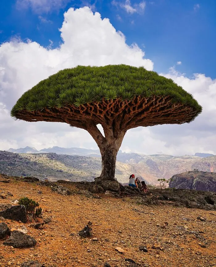 Dragon Tree In Socotra, Yemen