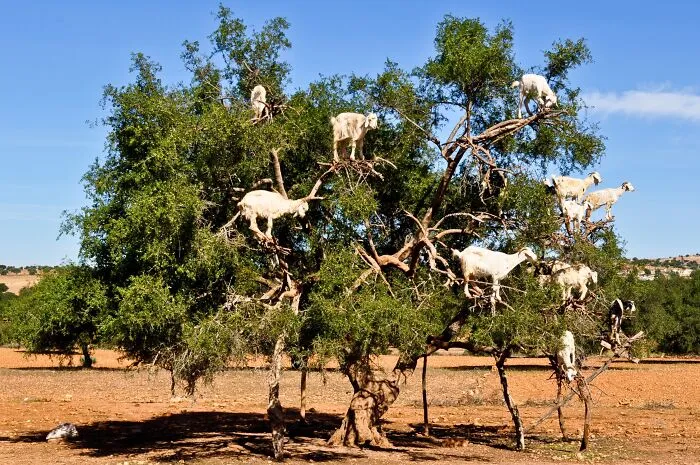 Goats In An Argan Tree, Morocco