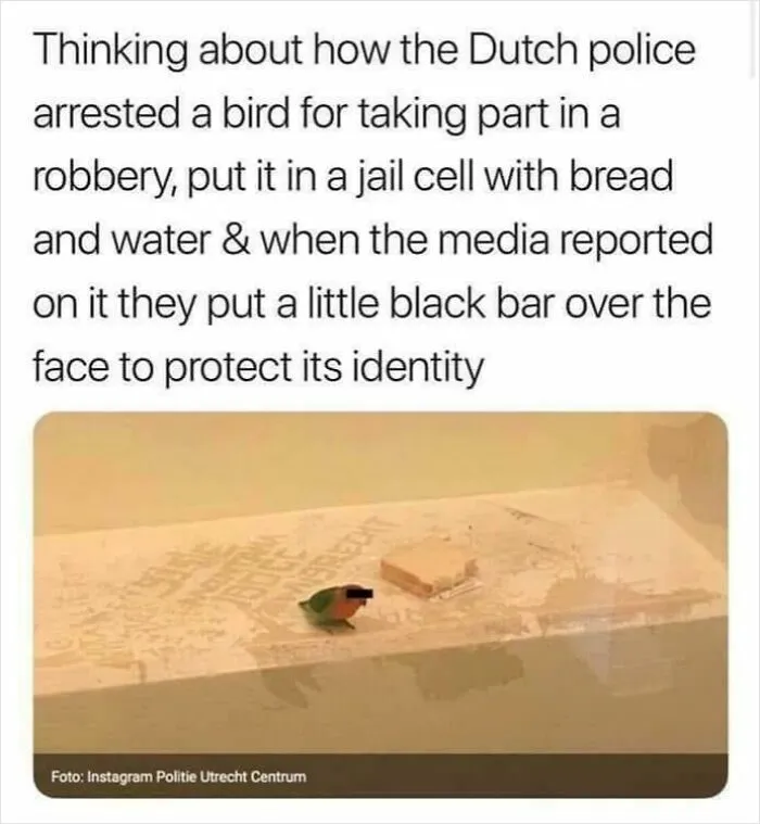Time To Find A Lawyer Who Specializes In Bird Law
