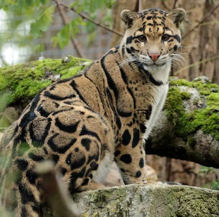 Leopardo nublado