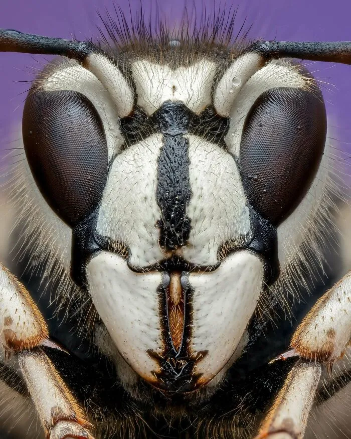 Met A Guy On Nye That Works In Radio. Found Out A Few Days Later That I Was Roasted On Air For Being A “Bug Photographer”. Anyways, Here’s An Album Of Bugs And Spiders From Last Year!