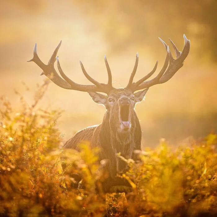 A Rare Photo Of A Stag Stepping On A LEGO, England [oc]