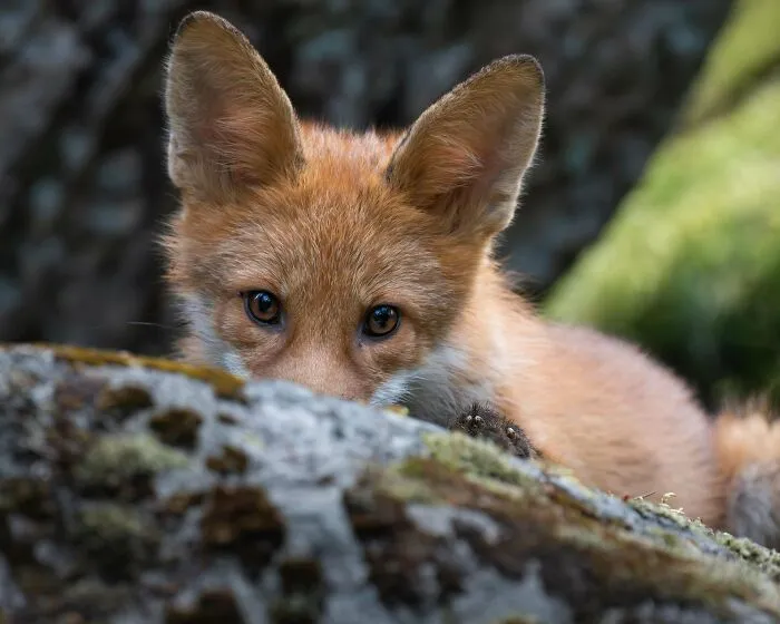 My Favorite Photos From My First 9 Months Of Doing Wildlife Photography