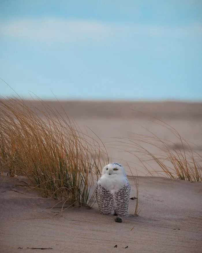 My First Snowy Owl Encounter