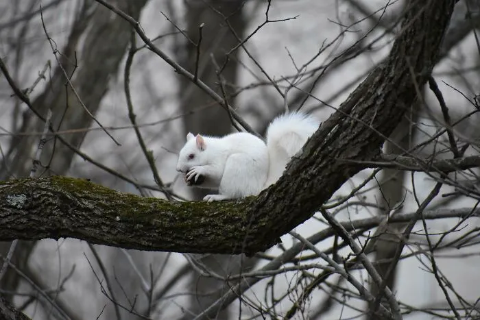 Finally Got A Good Photo Of The Albino Squirrel That Lives In My Neighborhood