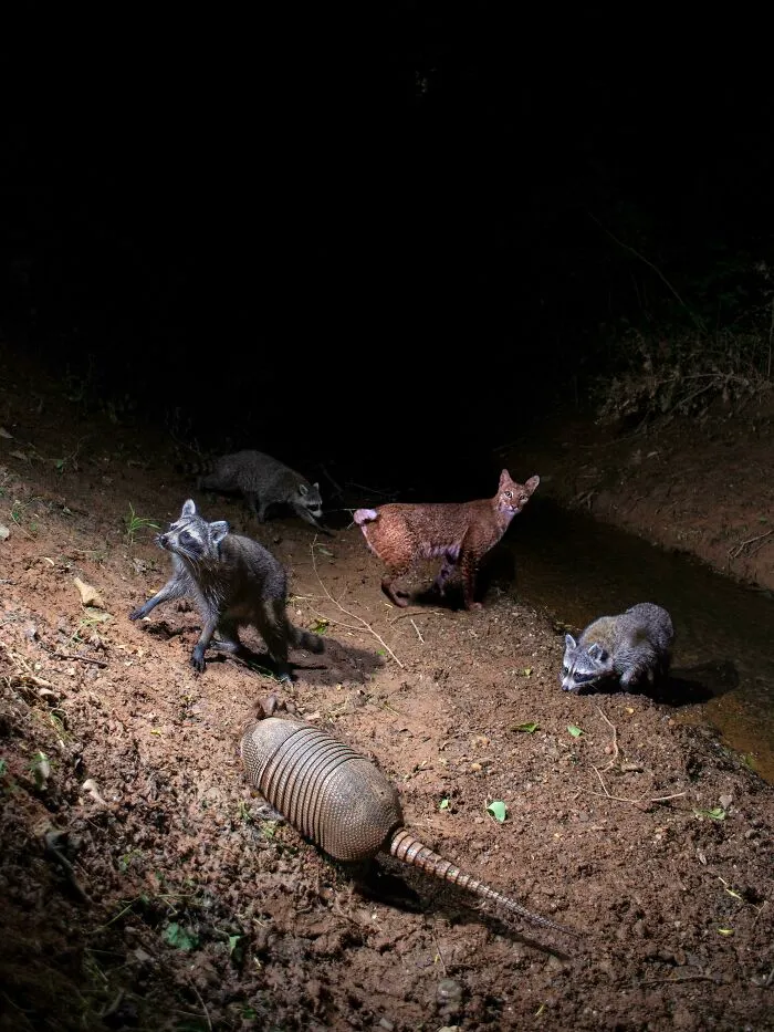 A Month’s Worth Of Images Stacked Together From My Camera Trap