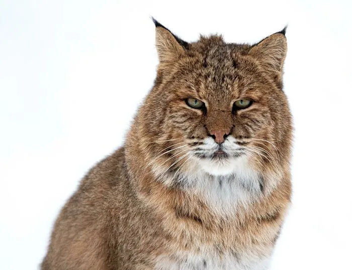 The Bobcat. Completely Wild, No Baiting Used. I Shot This Animal In New Hampshire Last Winter And It Is Still One Of My Favorite Wildlife Experiences To Date