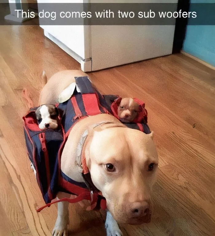 50 Funny Dog Memes For Anyone Who Has A Dog
