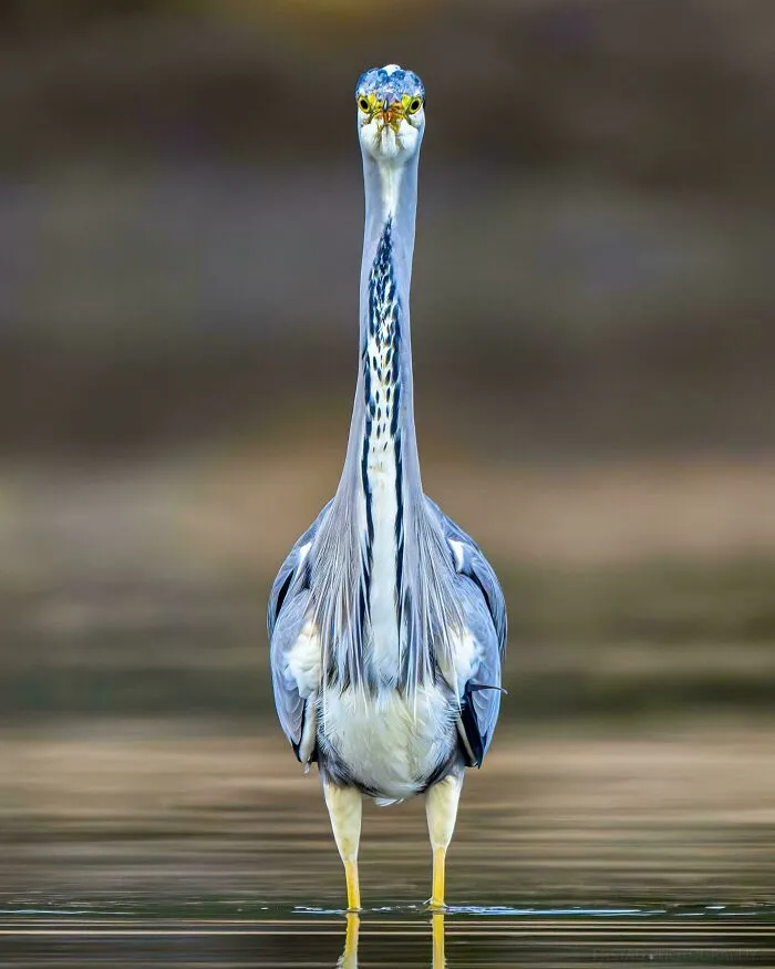 One Of My Funniest And Most Fascinating Photos Of A Grey Heron!