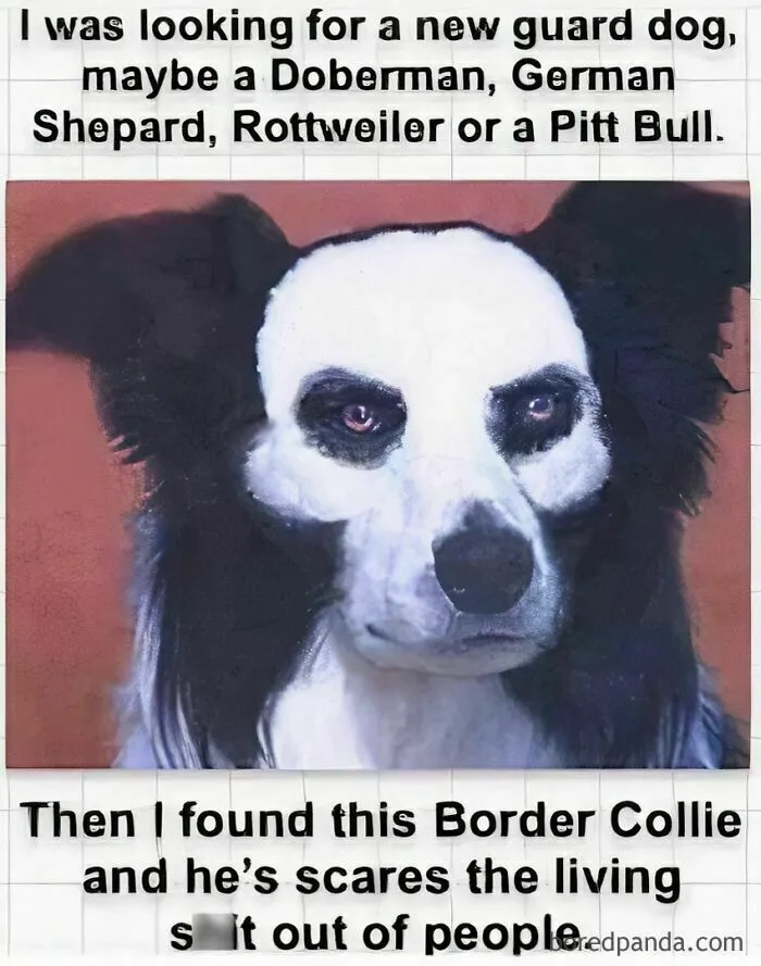 Funny-Dog-Memes-Teamk9