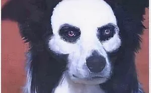 50 Funny Dog Memes For Anyone Who Has A Dog