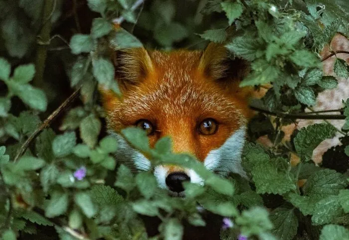 A Fox Casually Strolled Past As I Was Taking Photos!