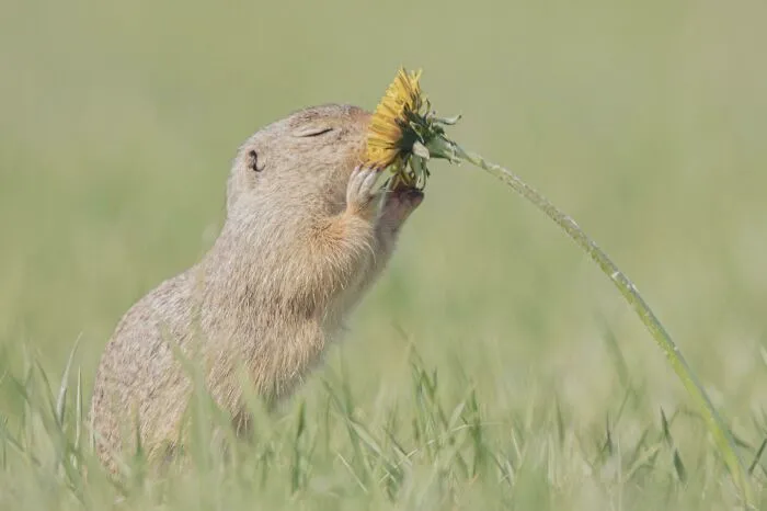 Ground Squirrel Enjoying Life To The Fullest