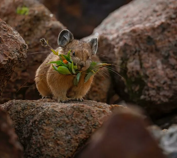 An American Pika Busy Gathering Grasses For The Cold, Snowy Months Ahead