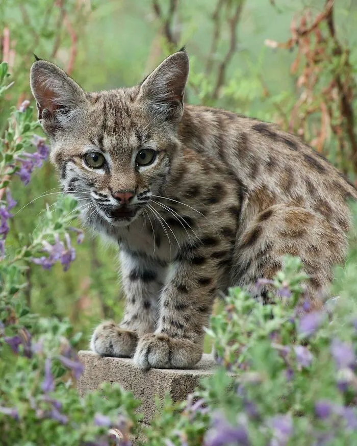 Cat Tales - Wild Baby Bobcat Visiting My Backyard Near Tucson