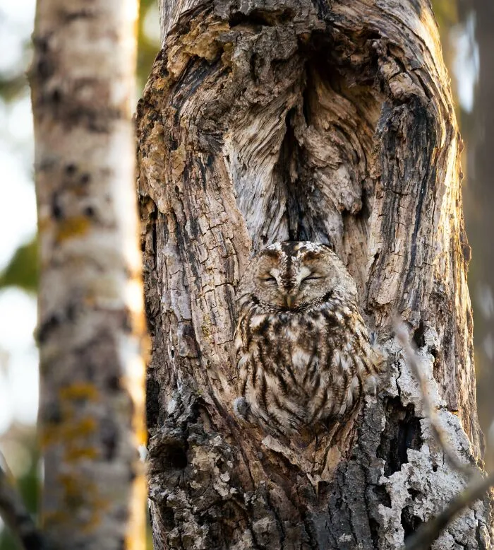 I Visited My Tawny Owl Friend Again
