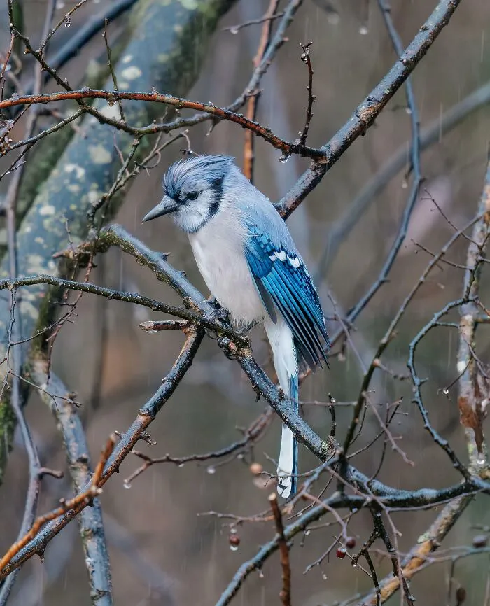 The Most Depressed-Looking Bluejay I Think I've Ever Seen