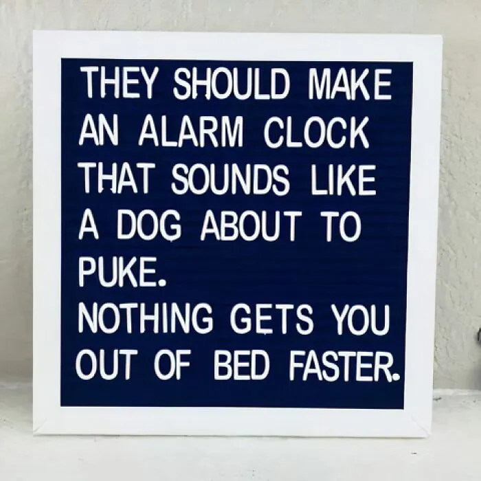 50 Funny Dog Memes For Anyone Who Has A Dog