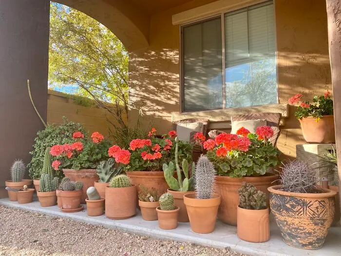 La Asociación de Propietarios me ha recordado amablemente que se nos permiten 6 macetas de plantas vivas y sanas en nuestros patios delanteros. No se lo digas al cactus