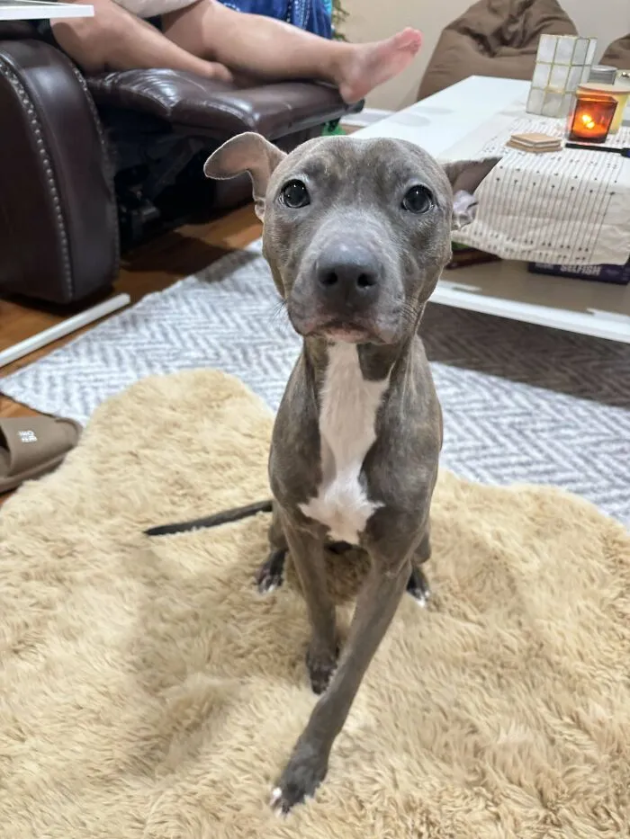 A proud pet owner shows off their adorable recently adopted dog sitting on a fluffy rug.
