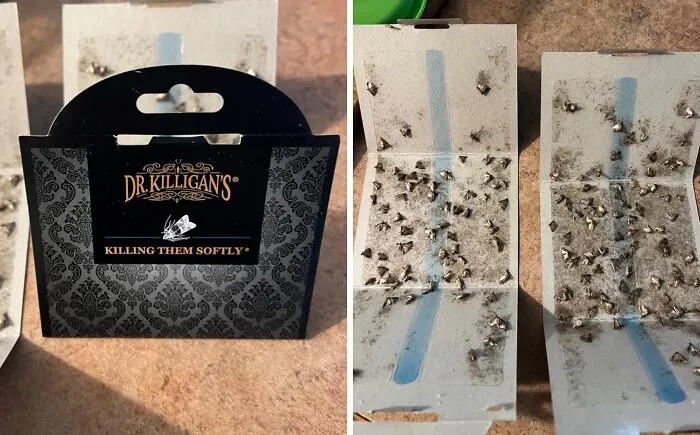Those Pesky Pantry Critters! Pantry Pests, Meet Your Match! <a Style="Display:inline;" Href="Https://Www.amazon.com/Dr-Killigans-Pheromone-Attractant-Insecticides/Dp/B075r5jsl2?ie=utf8&th=1&linkcode=ll1&tag=bpcamel-20&linkid=88e6bf6f95f0d587dfe1d2f29fbf90c4&language=en_us&ref_=as_li_ss_tl" Target="_blank"><span Style="Font: Inherit; Color: #d74b1f;"> Pantry Moth Traps</Span> Are The Ultimate Wing-Men For Keeping Your Snacks Safe And Moth-Free