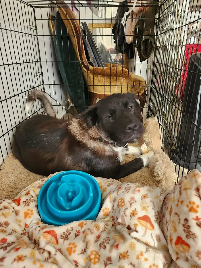 Adopted pet dog resting in a cozy crate with a blanket and toy.