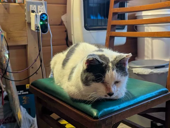 Sleepy adopted cat resting on a green chair, showcasing the joy of proud pet owners.