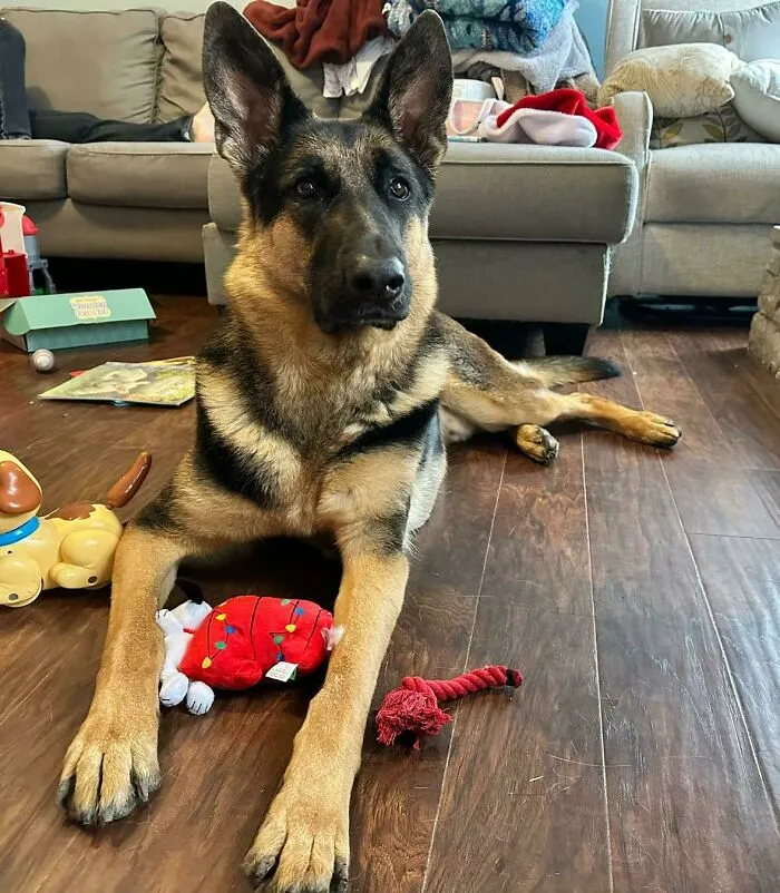 We Recently Adopted This Dog And Just Can't Find A Name That We Feel Suits Him Well. Anyone Have Any Ideas For A Good Name For Him?